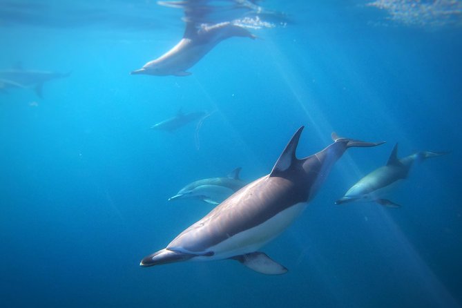 Swim With Wild Dolphins in Tauranga - What the day feels like on board