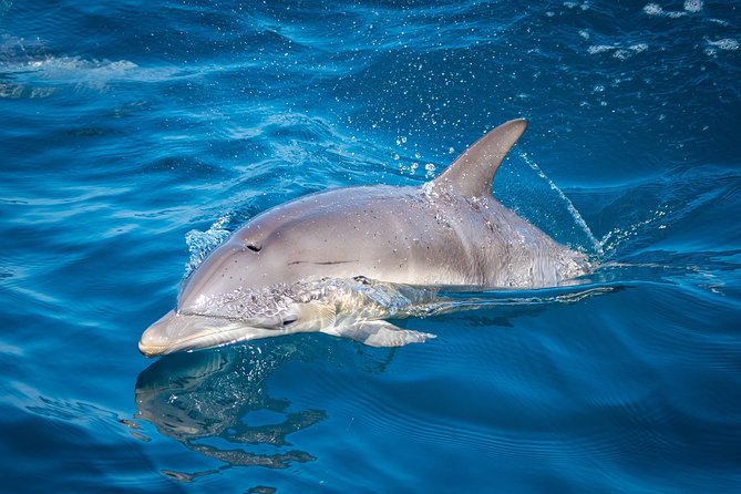 Swim With Wild Dolphins in Tauranga - Is $102.39 fair value?
