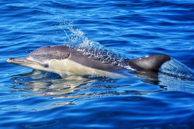 Swim With Wild Dolphins in Tauranga - The crew makes a big difference
