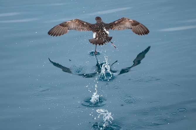 Swim With Wild Dolphins in Tauranga - Practical timing and booking advice