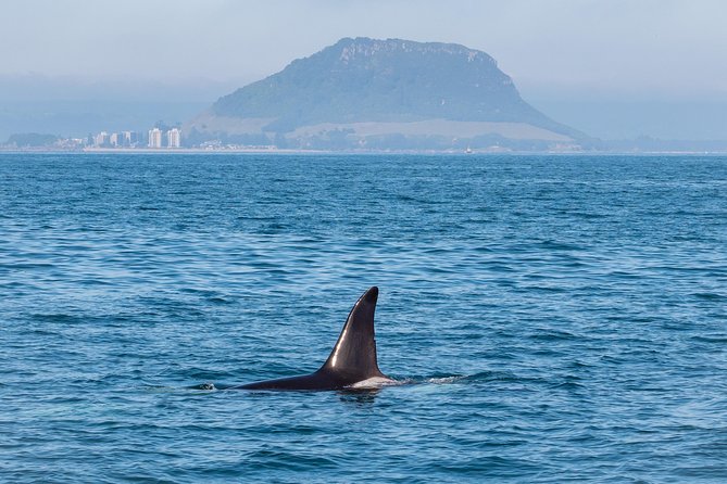 Swim With Wild Dolphins in Tauranga - Who will enjoy this most?