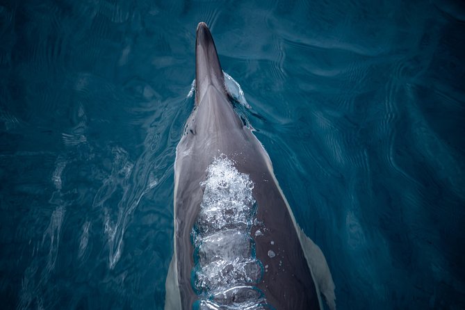 Swim With Wild Dolphins in Tauranga - My call: book it if you can accept the gamble