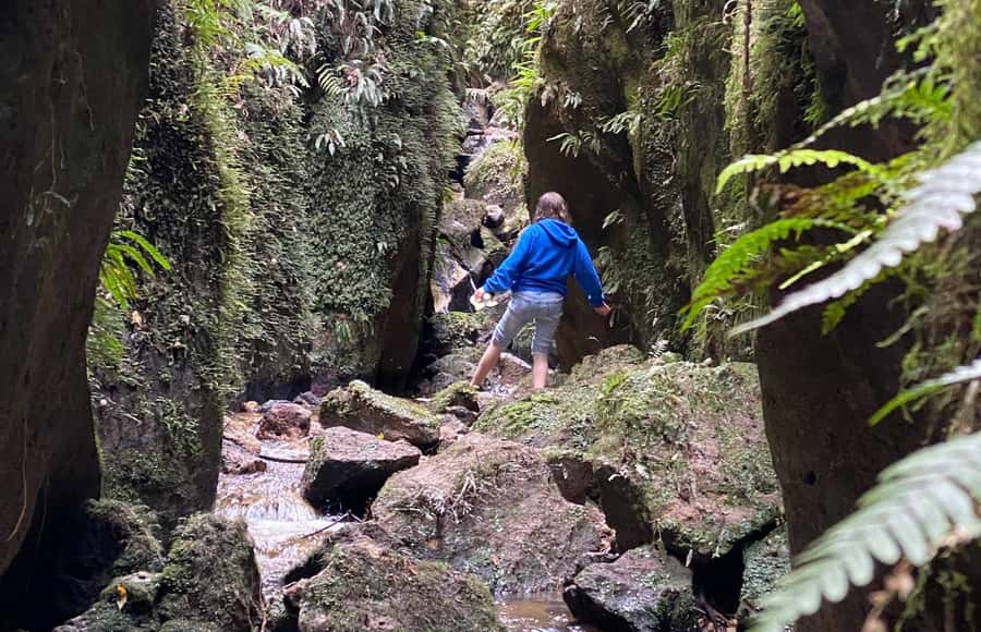 Taupo: Lake Taupo Western Bays Catamaran Tour with Bush Walk - What the 90 minutes really gives you