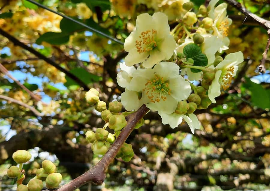 Tauranga: Kiwifruit Destination and Sights Shore Excursion - Practical details for a smooth port day
