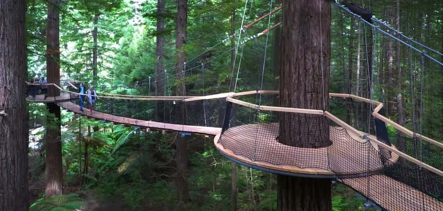 Tauranga: Rotorua Redwoods Tour & Maori Village Experience - Walking above the Rotorua Redwoods