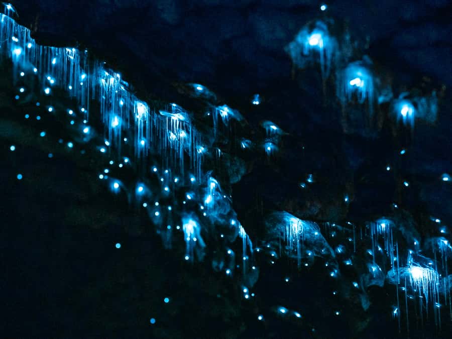 Te Anau: Glowworm Caves Guided Tour - Key points to know before you book