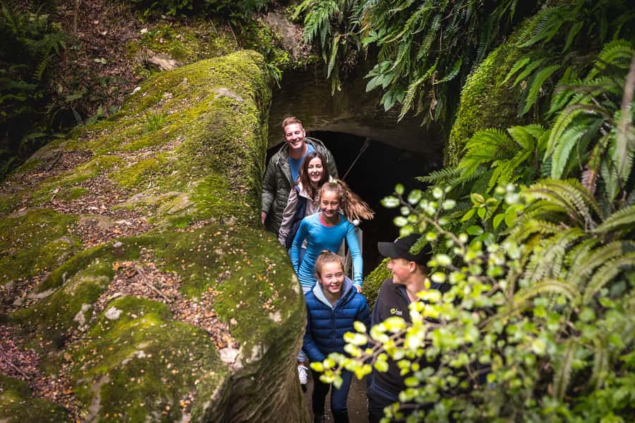 Te Anau: Glowworm Caves Guided Tour - Tea, a glowworm presentation, and a forest option