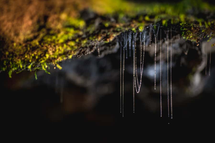 Te Anau: Glowworm Caves Guided Tour - Timing, weather, and the changing glowworm display