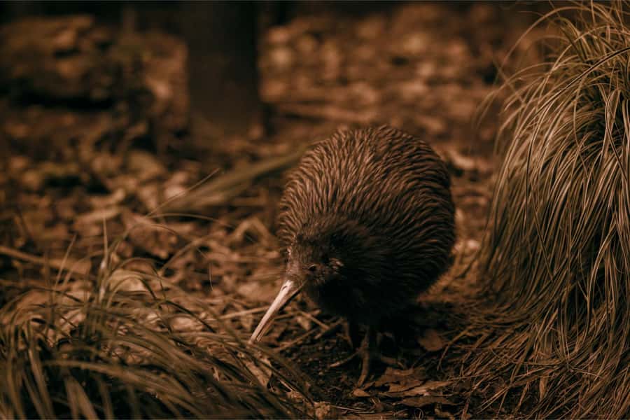 Te Puia: Te Rā Guided Day Tour - Key points to know before you go
