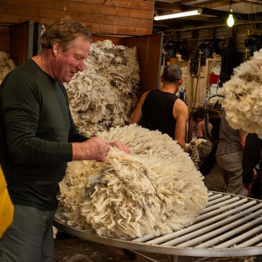 Tekapo: Merino Sheep Shearing and Sheepdog Demonstration - At Mt Hay Station, sheep farming takes center stage