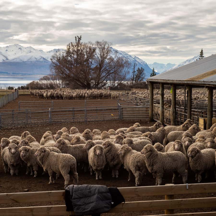 Tekapo: Merino Sheep Shearing and Sheepdog Demonstration - Watching a Merino fleece come off in one piece
