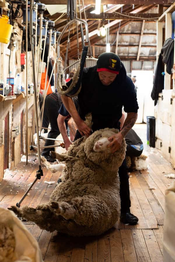 Tekapo: Merino Sheep Shearing and Sheepdog Demonstration - Sheepdogs, whistles, and a lively race