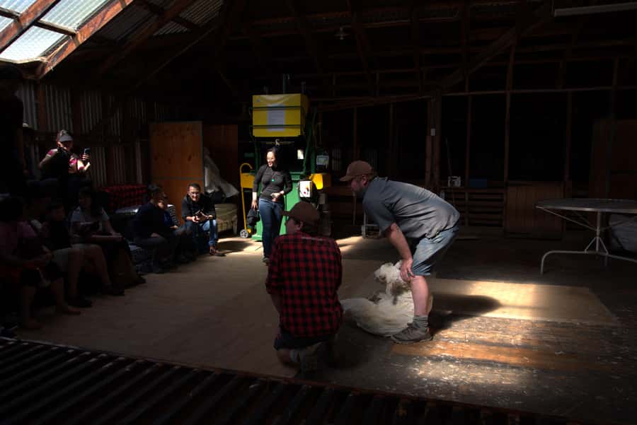 Tekapo: Merino Sheep Shearing and Sheepdog Demonstration - Why the one-hour format works