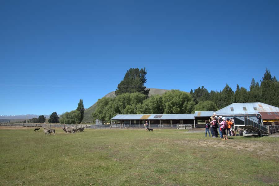 Tekapo: Merino Sheep Shearing and Sheepdog Demonstration - Clothing, weather, and comfort