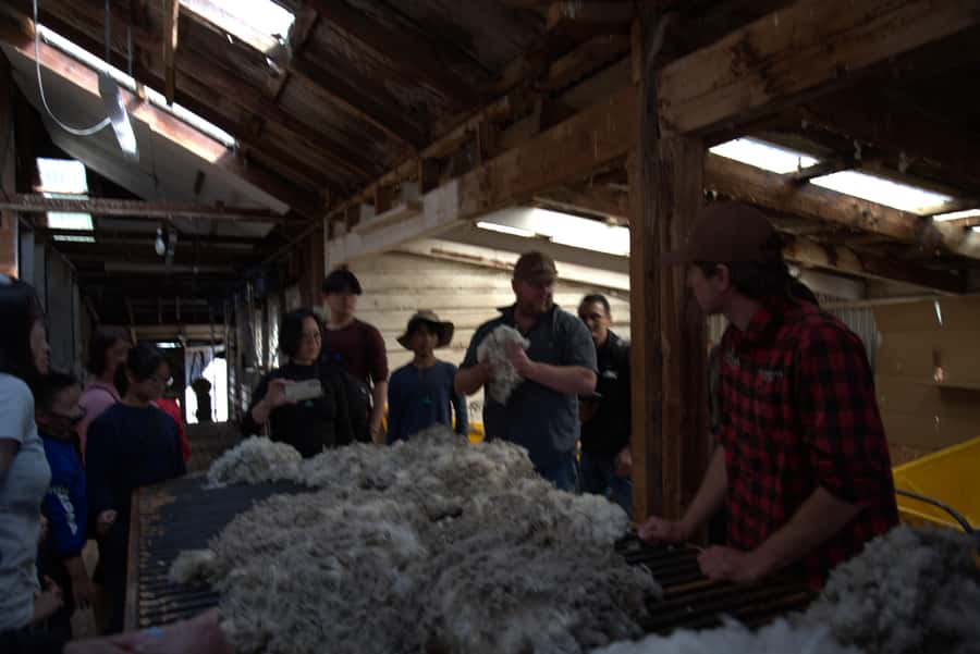 Tekapo: Merino Sheep Shearing and Sheepdog Demonstration - The guide makes the difference