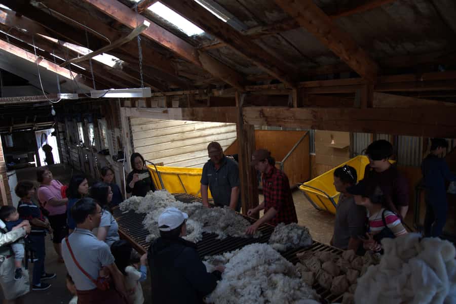 Tekapo: Merino Sheep Shearing and Sheepdog Demonstration - Who will get the most from this visit