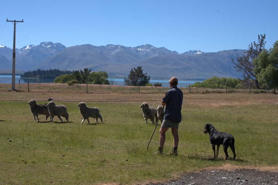 Tekapo: Merino Sheep Shearing and Sheepdog Demonstration - Booking flexibility and final practical checks