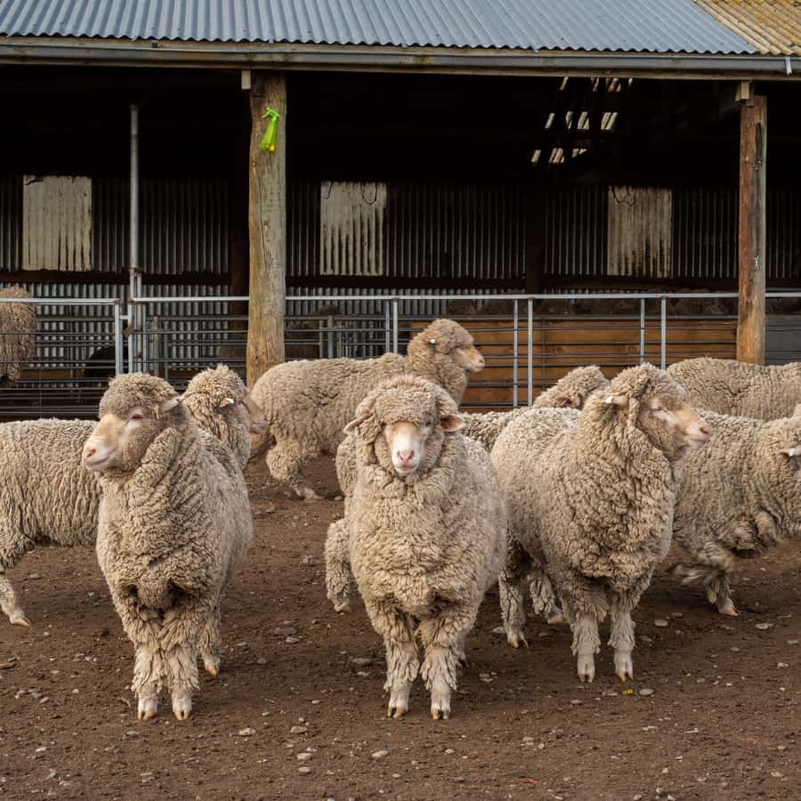 Tekapo: Merino Sheep Shearing and Sheepdog Demonstration - Merino wool and New Zealand farming