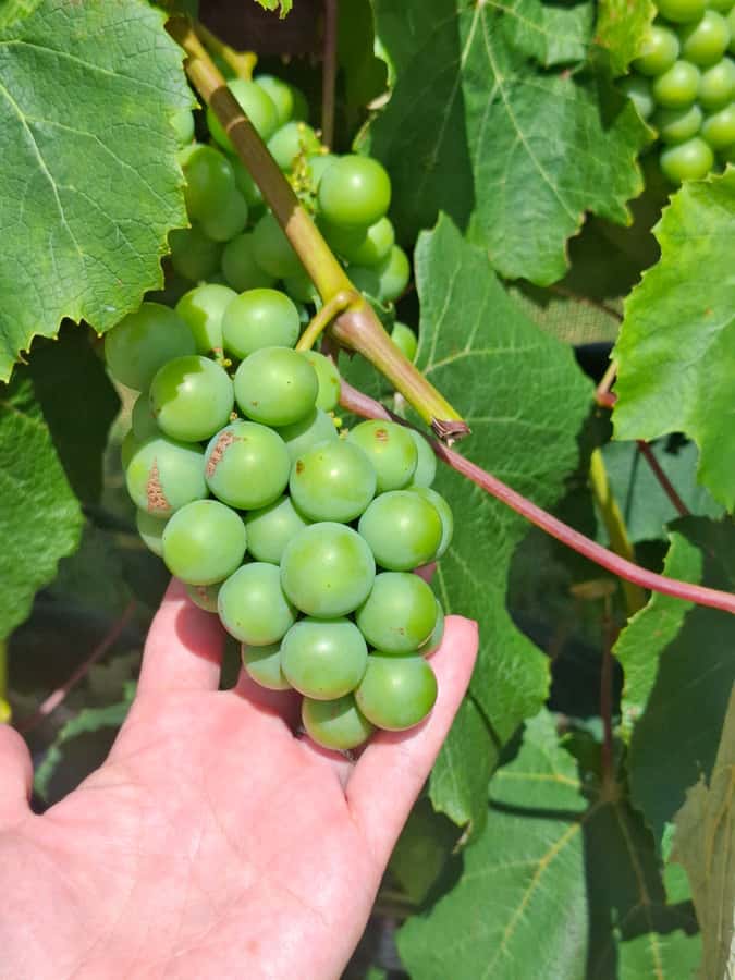 The Boutique Experience: Waiheke Island Best Cellar Tour - Lunch around 1pm: plan for an extra cost