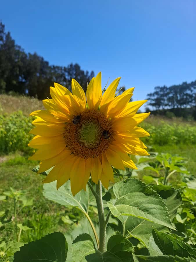 The Boutique Experience: Waiheke Island Best Cellar Tour - The guides are a major part of the experience