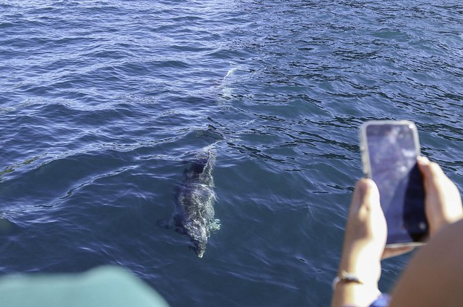 The Original Full day Bay of Islands Cruise with Dolphins - Motukōkako Island and the famous Hole in the Rock