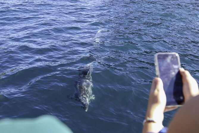 The Original Full day Bay of Islands Cruise with Dolphins - Boom-netting when conditions permit