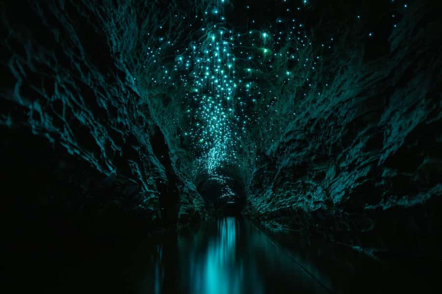 The Waitomo Experience : Okohua Glowworm Cave Tour - Guides make a real difference