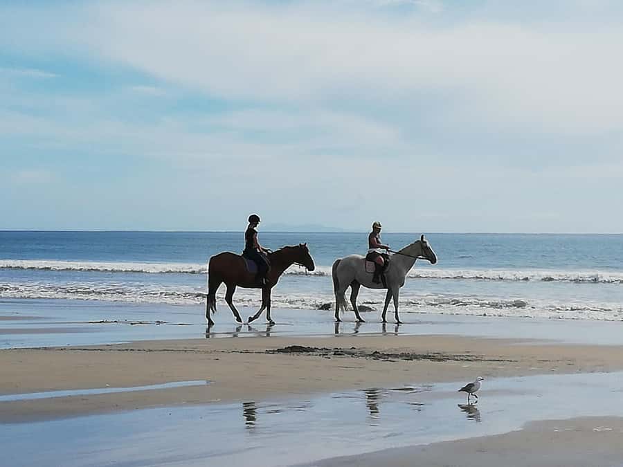 Tour of the Bay, Te Puna Sculpture Park and Historic Village - A slower look at Tauranga’s Historic Village