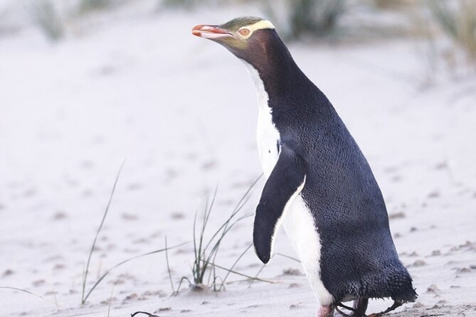 Twilight at the Opera - Part two: penguins in rehabilitation