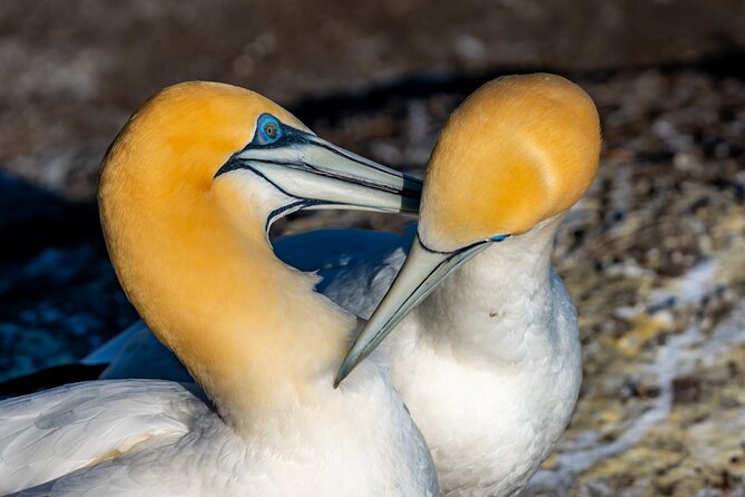 Ultimate Auckland Experience Full Day Tour with Brewery Lunch - Gannet Colony: seasonal wildlife with a cliff walk
