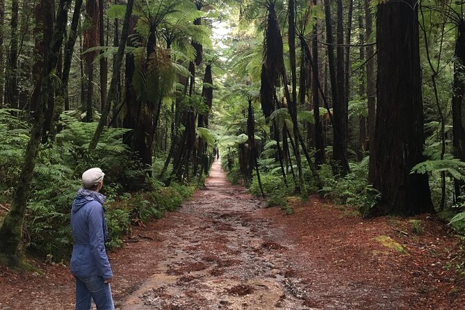 Volcanic Rotorua Day Trip from Auckland - The small van makes a big difference