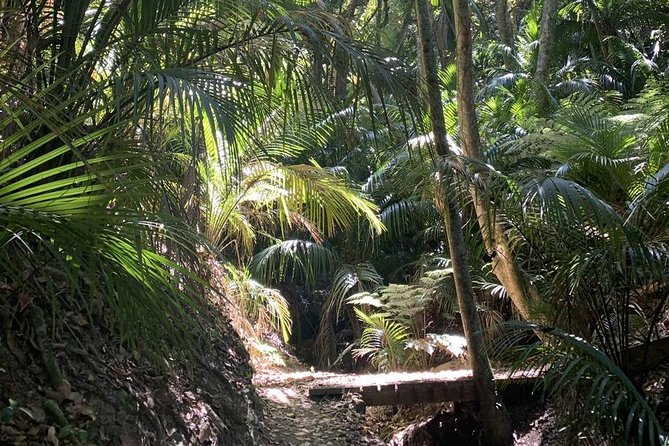 Waiheke Island Bush & Beach Walk - Beaches, swimming, and a slower finish