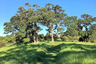 Waiheke Island Bush & Beach Walk