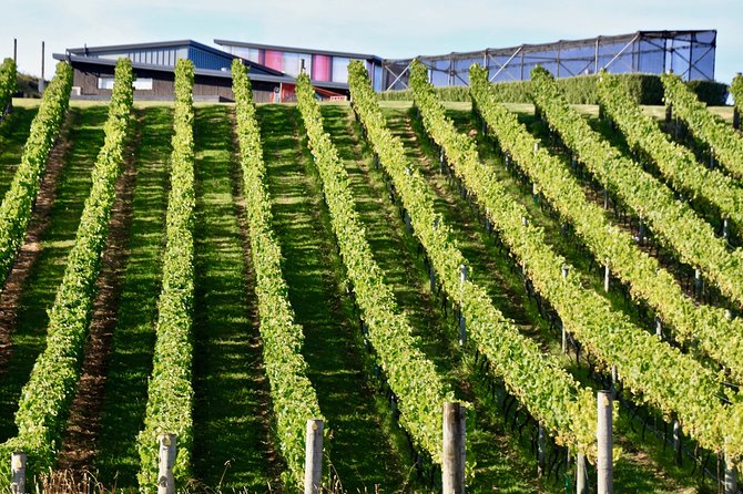 Waiheke Island - Fly and Dine (from North Shore Airport) - Lunch above Waiheke’s vineyards