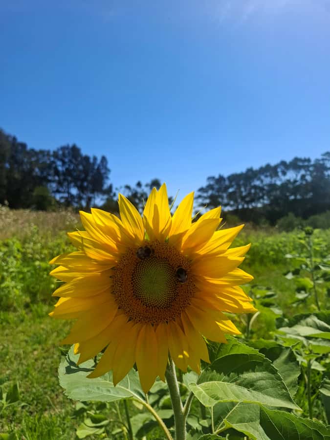 Waiheke Island: Sip and Savor 3 Vineyards Tour with Lunch - Oneroa Village gives you a gentle start