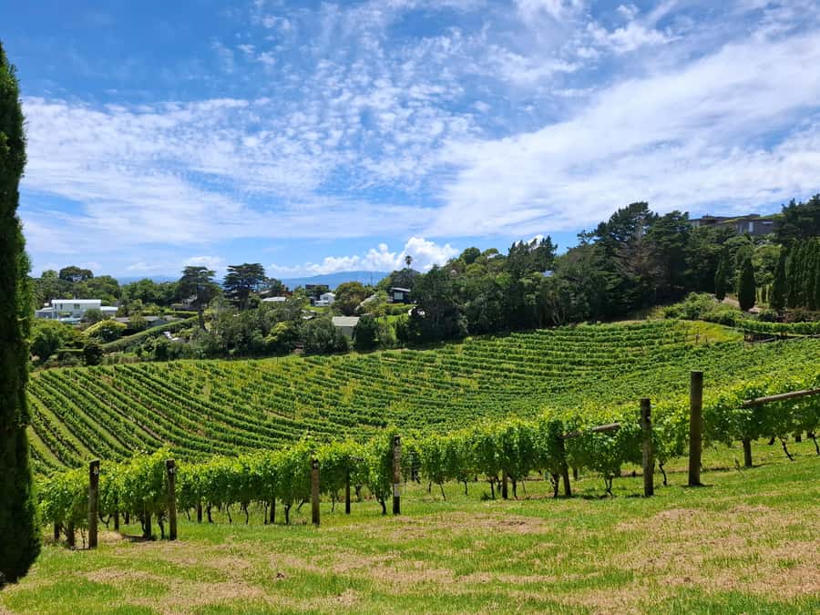 Waiheke Island: Sip and Savor 3 Vineyards Tour with Lunch - Three vineyards, three different moods