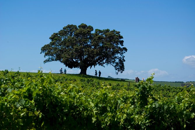 Waiheke island Wine Tours - PREMIUM wine tasting MAX 11 clients ! - The 4pm ferry or a longer Waiheke afternoon
