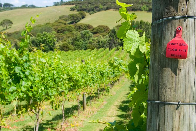 Waiheke island Wine Tours - PREMIUM wine tasting MAX 11 clients ! - Is the $155.14 price good value?