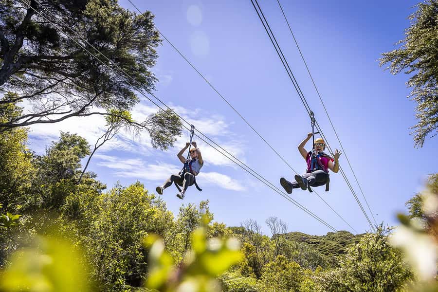 Waiheke Island: Zipline and Native Forest Adventure Trip - Three ziplines above bush and vines