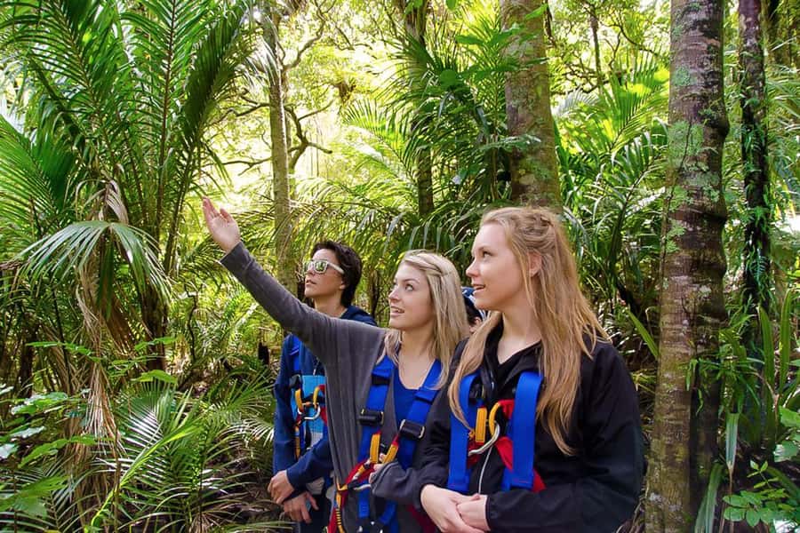 Waiheke Island: Zipline and Native Forest Adventure Trip - Who will enjoy this Waiheke outing?