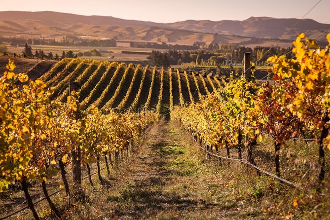 Waipara Wine Tour from Christchurch - including Lunch & Tastings - Waipara Springs and the first platter lunch