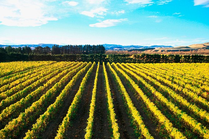 Waipara Wine Tour from Christchurch - including Lunch & Tastings - Torlesse Wines and a useful change of style