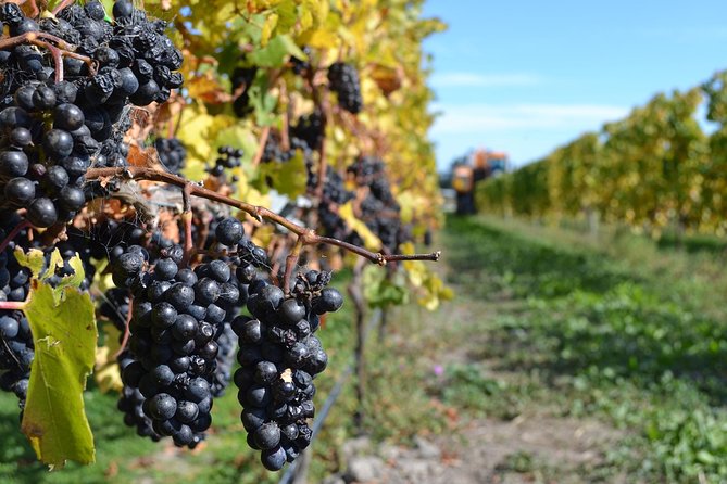 Waipara Wine Tour from Christchurch - including Lunch & Tastings - What you will taste across the afternoon