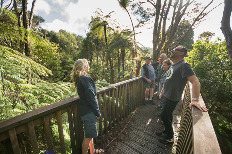 Waitakere Ranges Wilderness Experience Tour from Auckland - Transport, timing, and the real value of $119