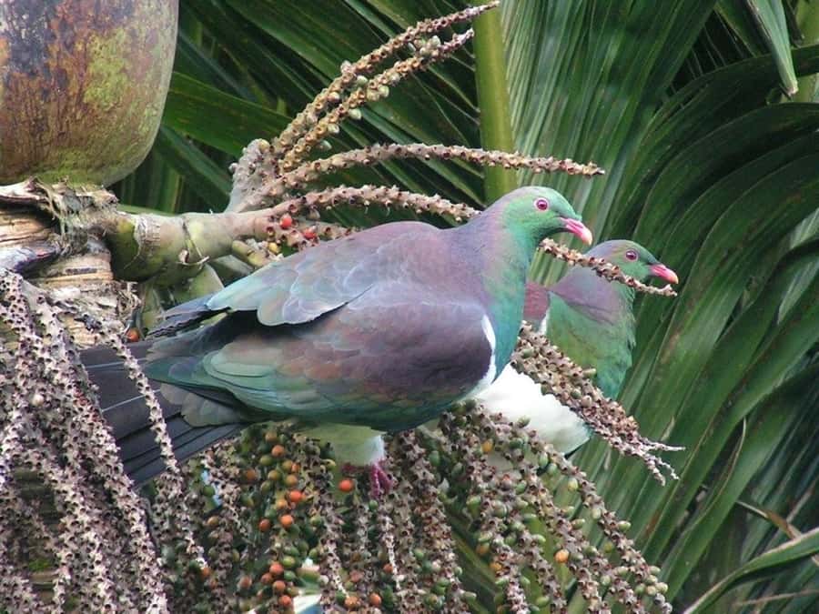 Waitakere Ranges Wilderness Experience Tour from Auckland - Weather, clothing, and practical limits