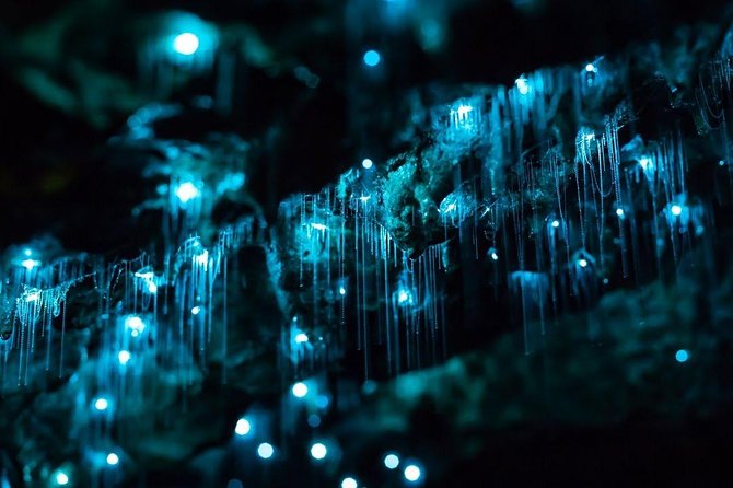 Waitomo Caves Private Tour from Auckland - What your eight-hour Auckland day includes