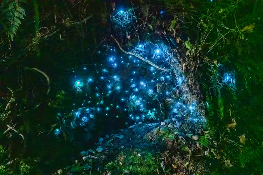 Waitomo: Glowworm Caves Guided Tour by Boat - Cathedral Cave and its remarkable sound
