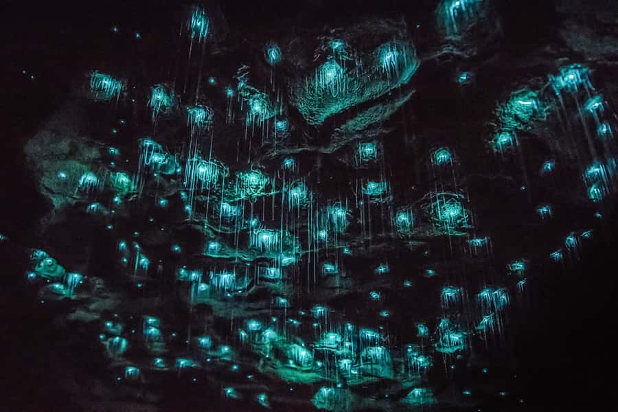 Waitomo: Glowworm Caves Guided Tour by Boat - Clothing and what to leave behind