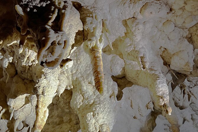 WAITOMO - Twin Caves Discovery - Private Day Tour from Auckland - Hangatiki and the giant moa