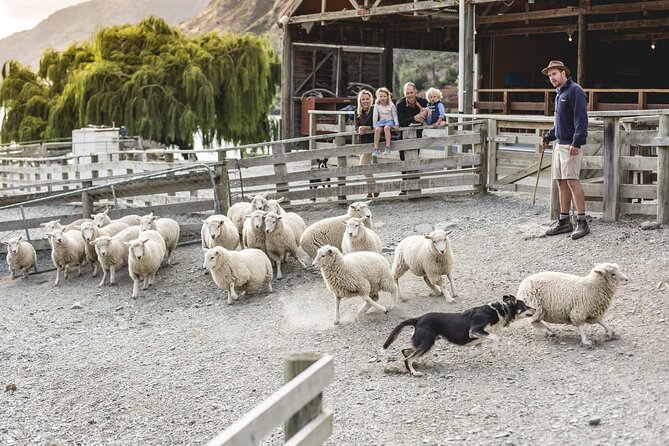 Walter Peak Gourmet BBQ Lunch & Queenstown Lake Cruise - The TSS Earnslaw Makes the Journey the Main Event